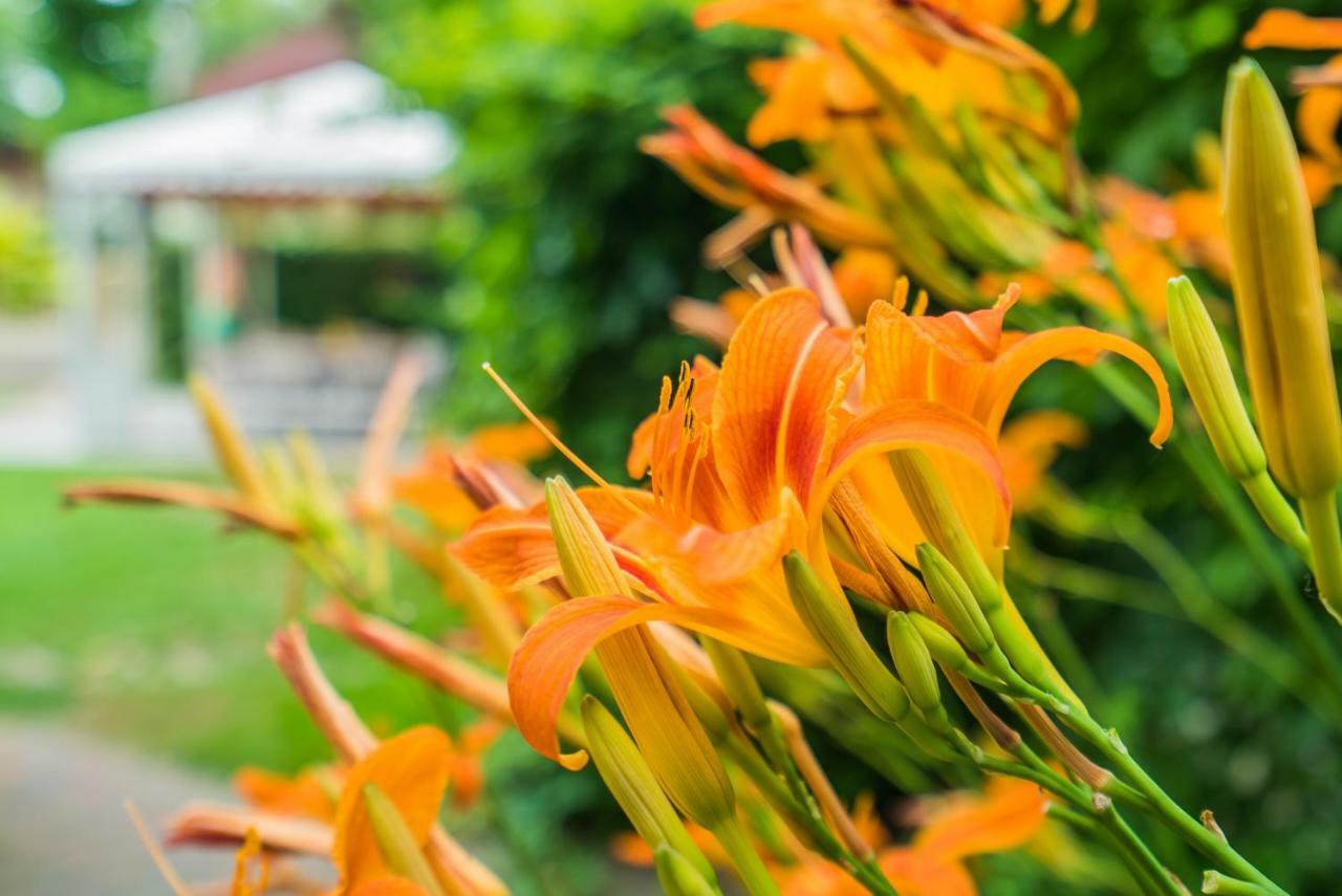 Villa Maria Vendeghaz ชิโอฟก ภายนอก รูปภาพ